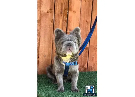 a grey french bulldog dog with a blue collar